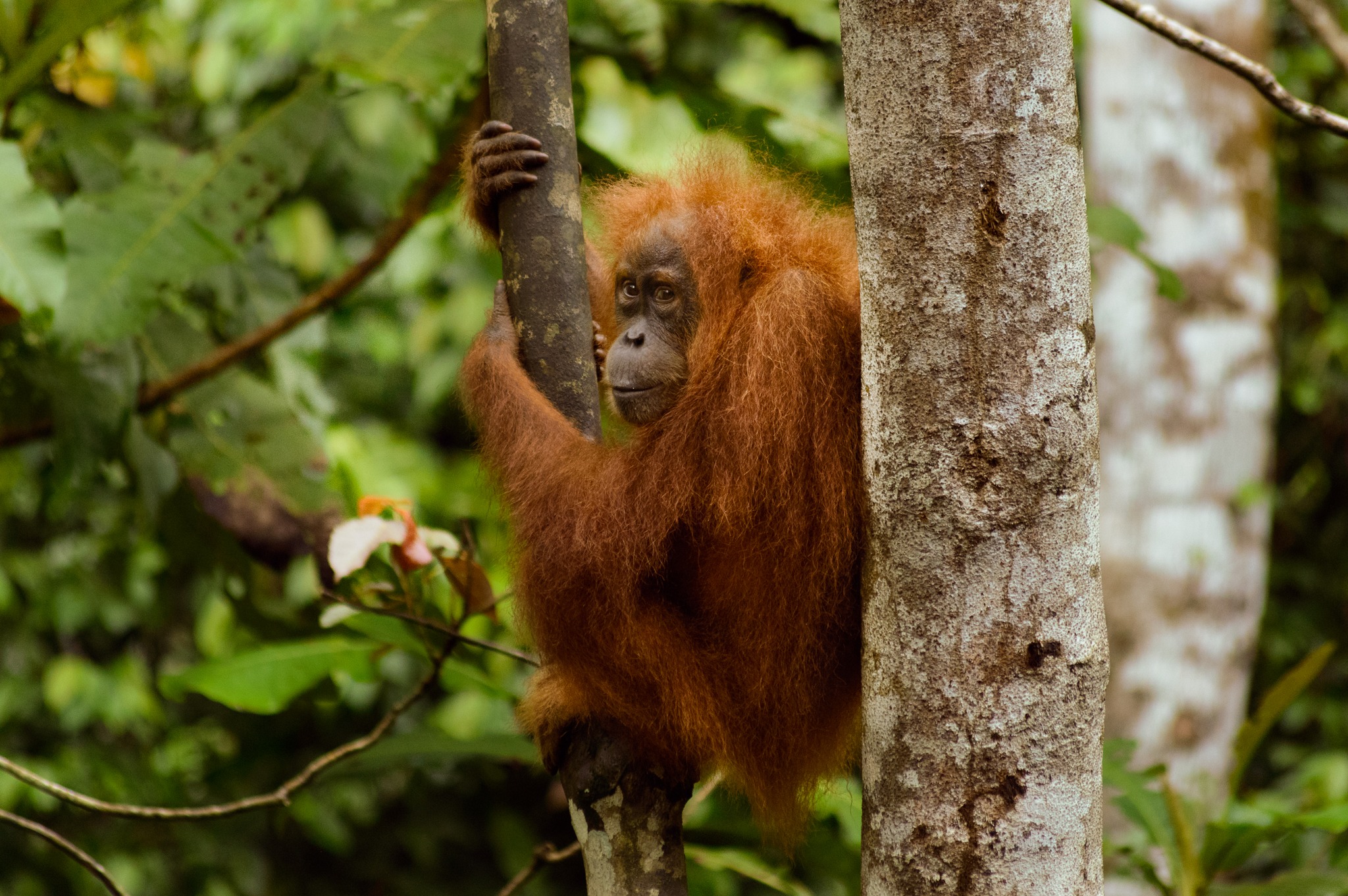 ONG Ibu Bumi Orangutan