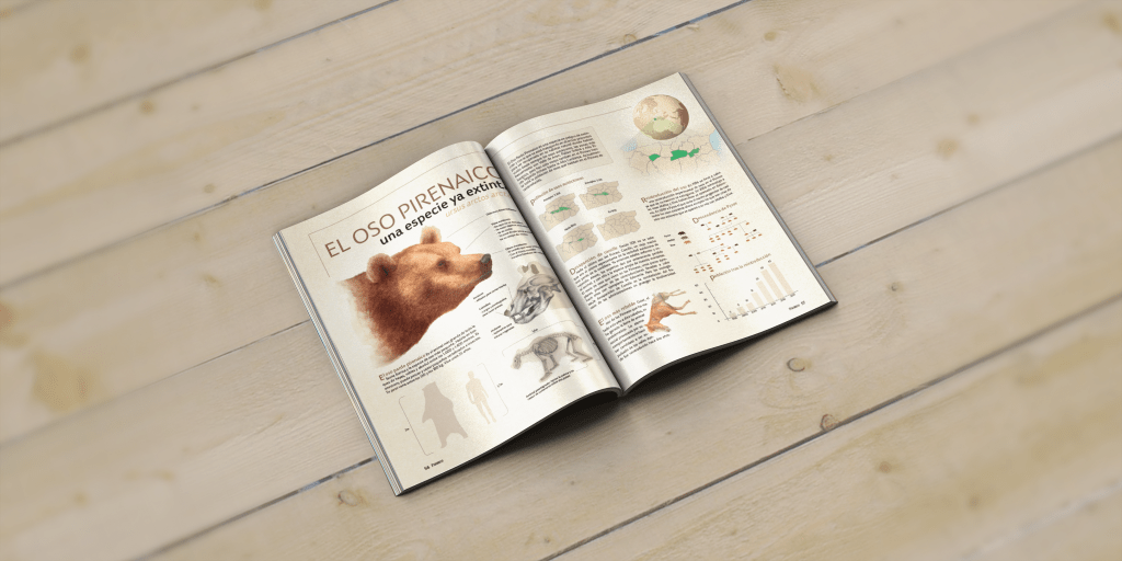 Revista Infografía oso pirenaico